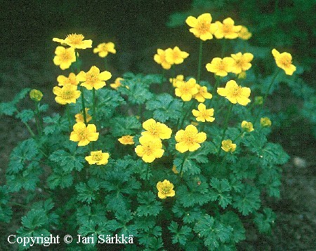  Trollius pumilus 